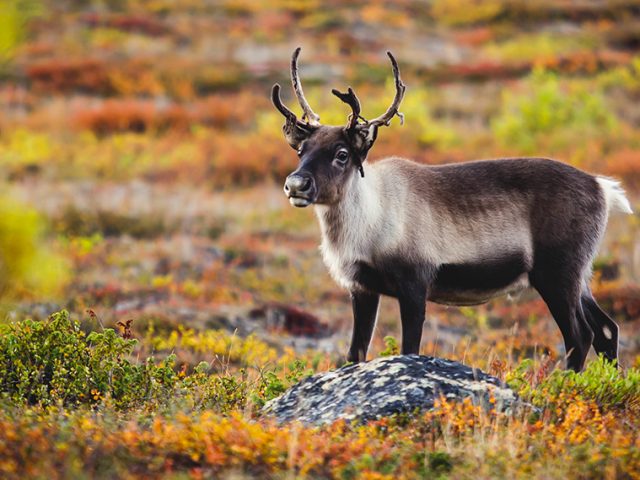 Travel info for Abisko National Park in Sweden